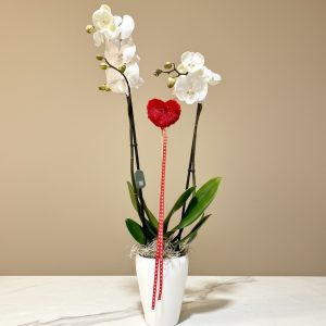 Orquídea Blanca- San Valentín