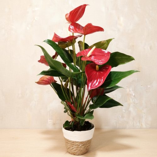 ANTHURIUM CON MACETERO