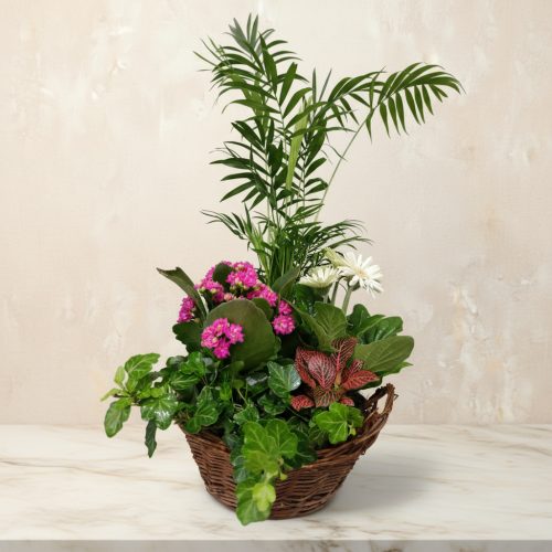 CESTA PLANTA NATURAL