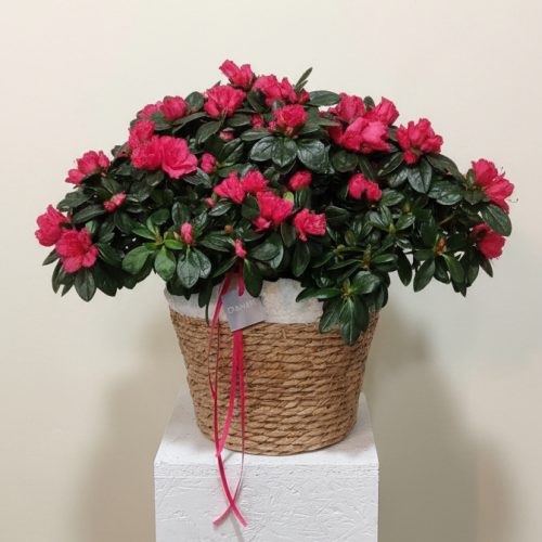 CESTA SAKURA AZALEA