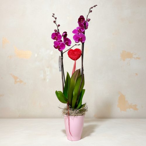 Orquídea Lila San Valentín 1