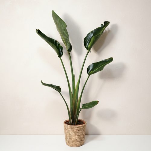 Sterlitzia con macetero